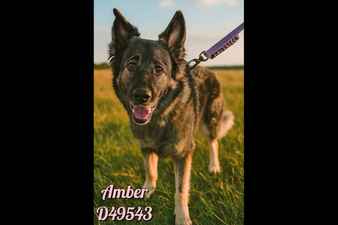 Montgomery County Animal Care and Control - Amber