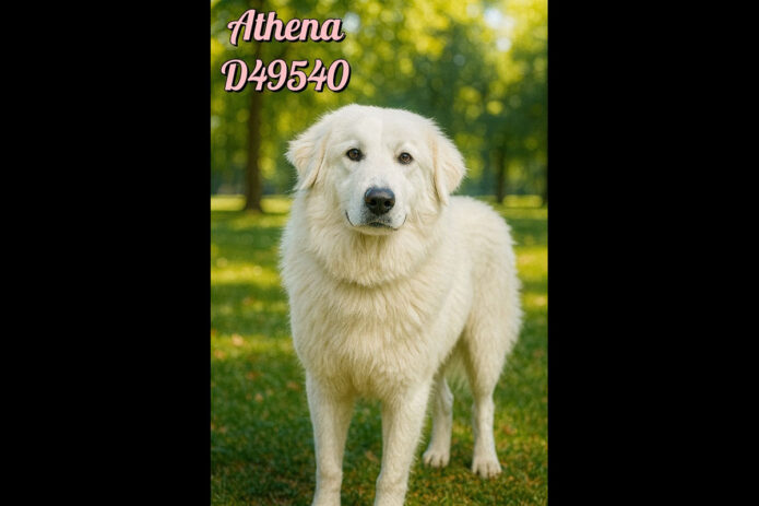 Montgomery County Animal Care and Control - Athena