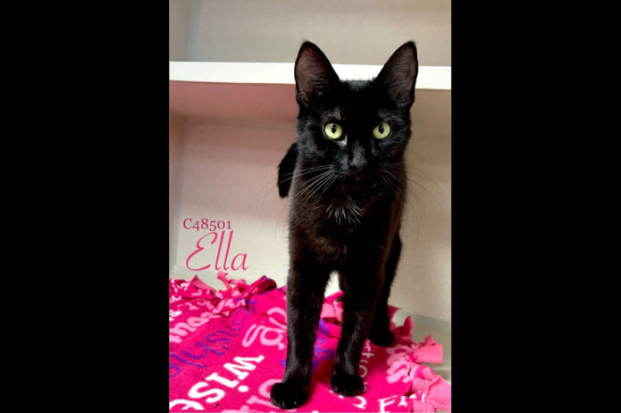 Montgomery County Animal Care and Control - Ella