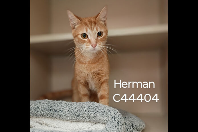 Montgomery County Animal Care and Control - Herman