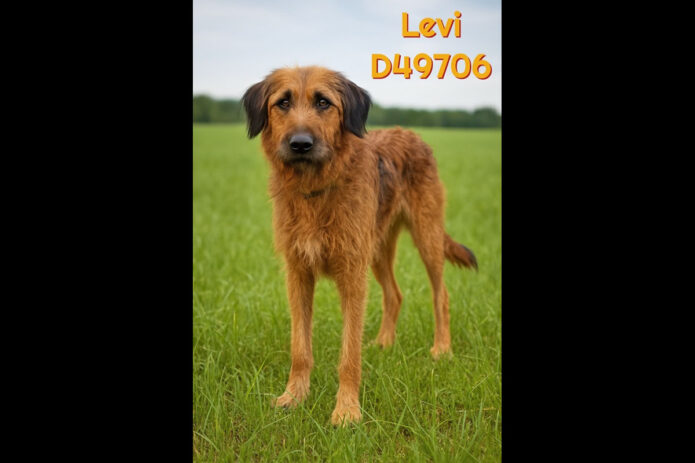 Montgomery County Animal Care and Control - Levi