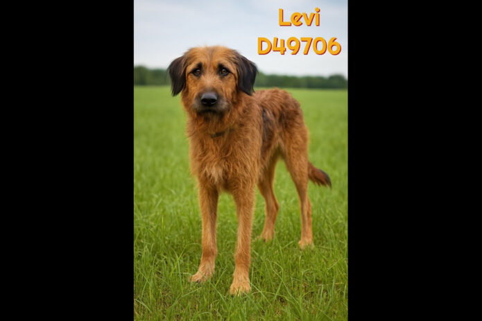 Montgomery County Animal Care and Control - Levi