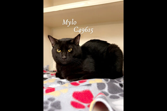 Montgomery County Animal Care and Control - Mylo