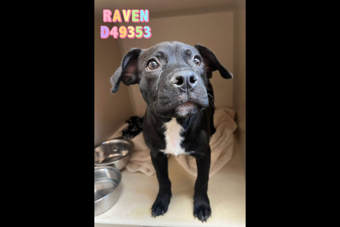 Montgomery County Animal Care and Control - Raven
