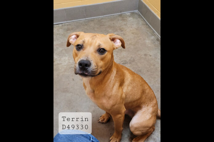 Montgomery County Animal Care and Control - Terrin