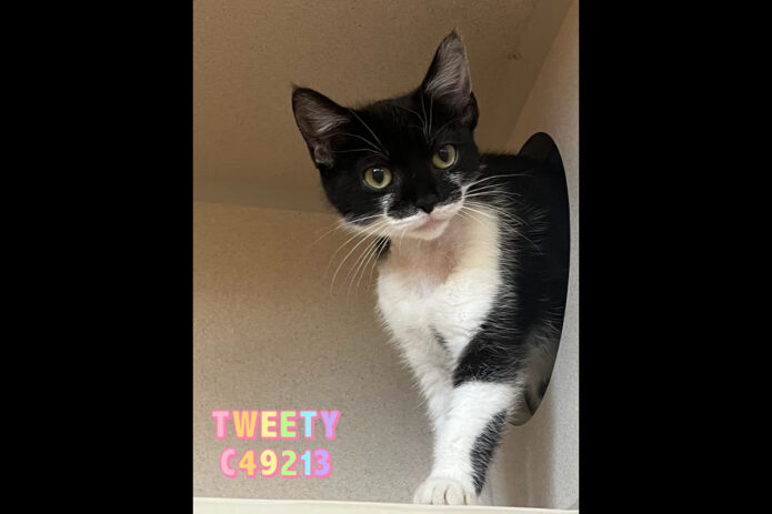 Montgomery County Animal Care and Control - Tweety