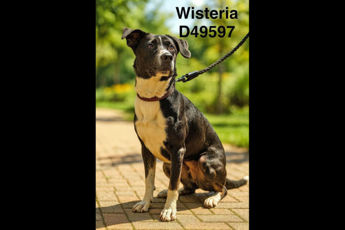 Montgomery County Animal Care and Control - Wisteria