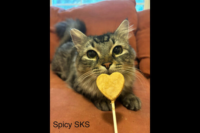 Puurrrfect Paws Rescue -Spicy Cuteypants
