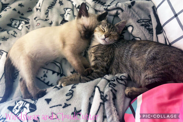 Puurrrfect Paws Rescue - Windsher & Cloud Cutter