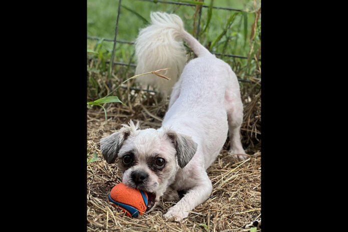 Two Ladies Caring Dog Rescue - Rocky