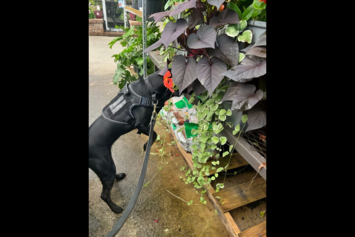 Winnie and Marcel Join Tennessee Department of Agriculture to Sniff Out Invasive Pests in Tennessee