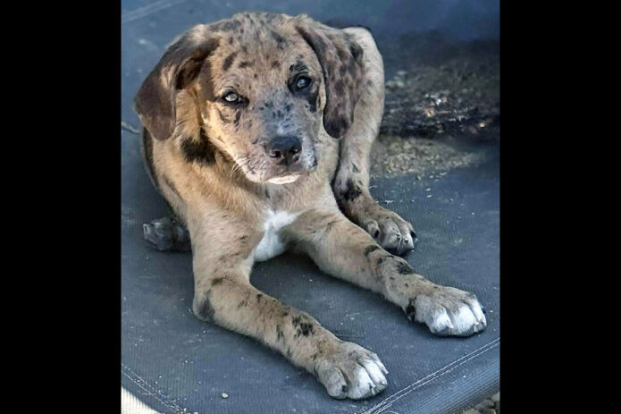 3 Friends Animal Rescue - Calvin