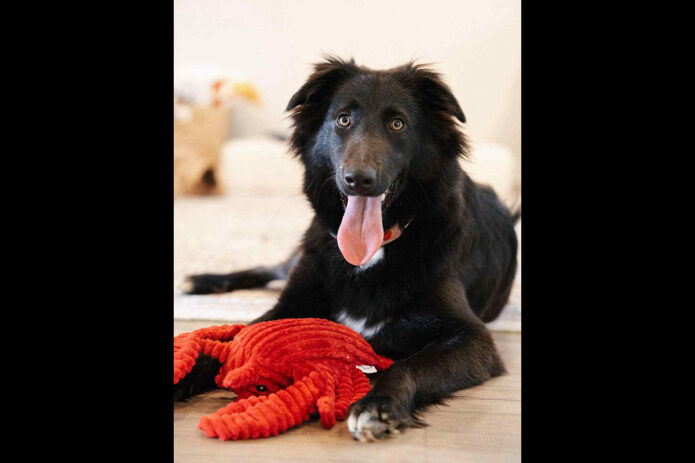 3 Friends Animal Rescue - Lexi