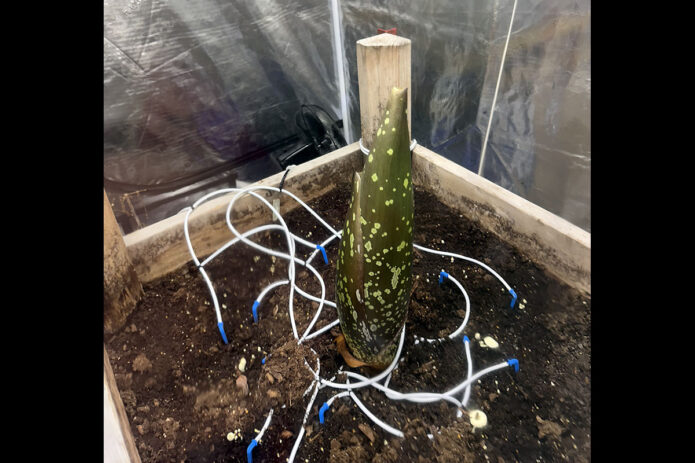 The flower that would become Athena, seen here snoozing away in her incubator. (Contributed photo)