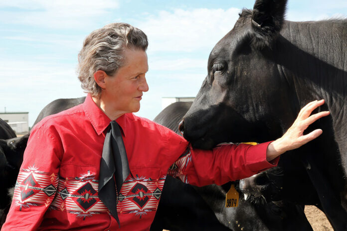 Dr. Temple Grandin, a prominent advocate for autism and the humane treatment of livestock, will host a book signing and forum discussion at Austin Peay State University on October 30th as a guest of the College of STEM. (Contributed photo)