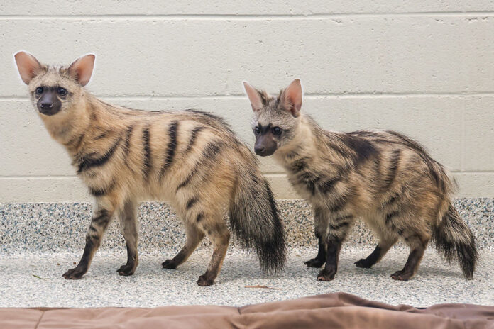 Aardwolf Pups at Nashville Zoo