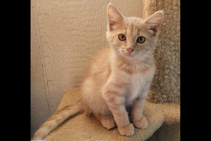Cat Adoption Team of Stewart County (CATS) - Kofi