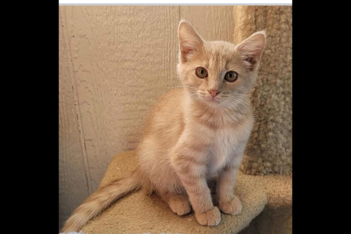Cat Adoption Team of Stewart County (CATS) - Kofi