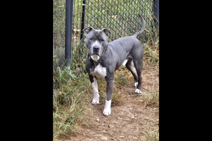 Companion Pet Rescue of Middle Tennessee - Kane