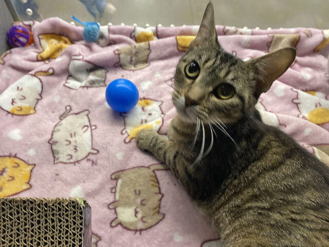 Finders Keepers Cat Rescue - Bella Donna