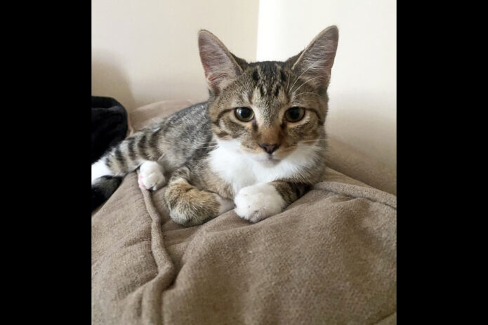 Finders Keepers Cat Rescue - Dad Joke