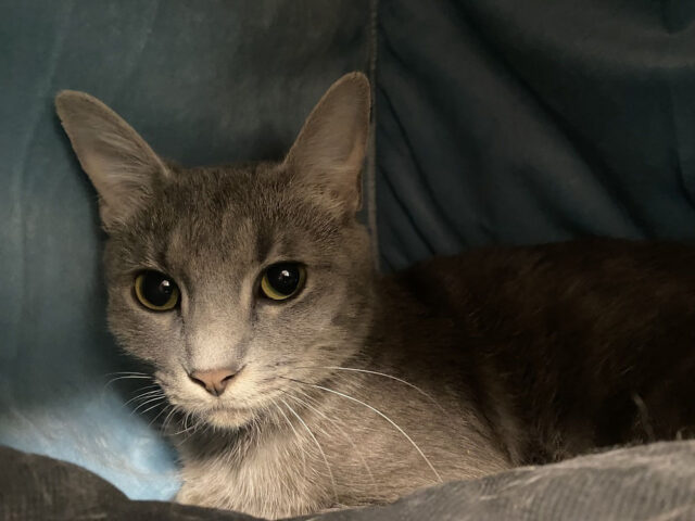 Finders Keepers Cat Rescue - Mama Mayo