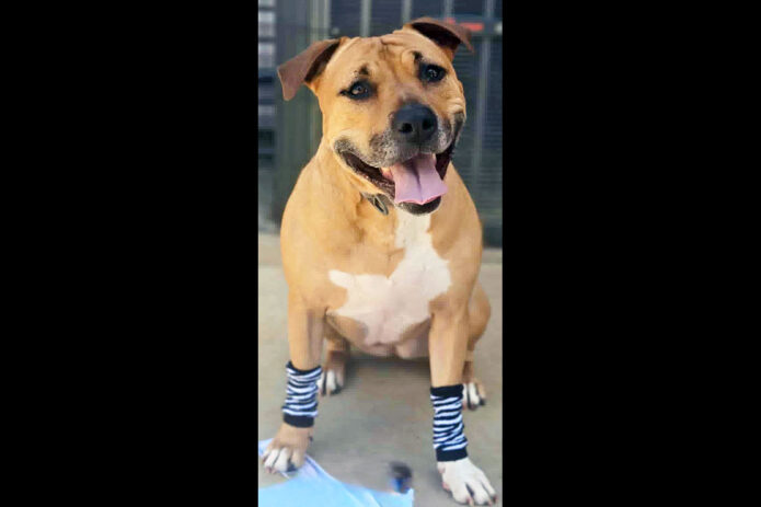Kaylee’s Island of Misfit Dogs Rescue -Yennifer