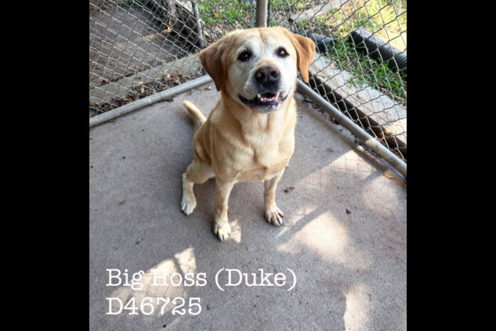 Montgomery County Animal Care and Control - Big Hoss
