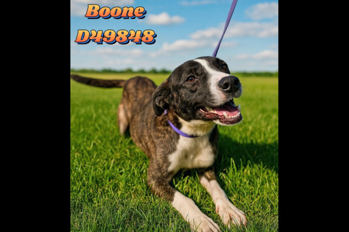 Montgomery County Animal Care and Control - Boone
