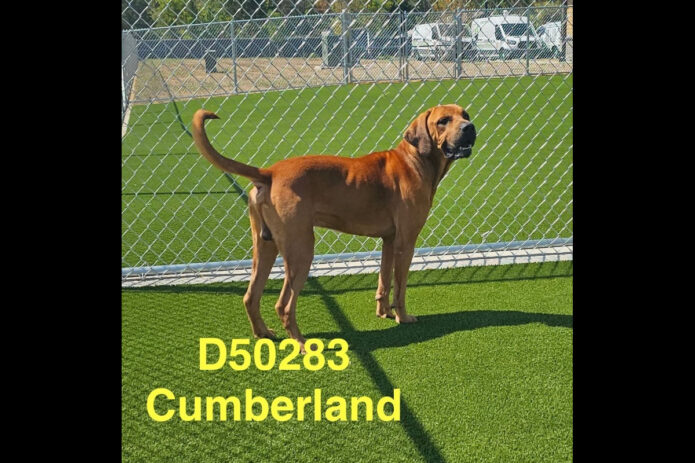 Montgomery County Animal Care and Control - Cumberland