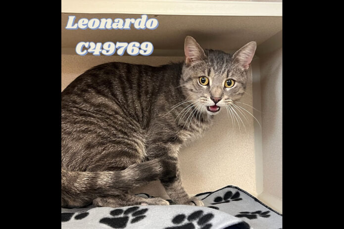 Montgomery County Animal Care and Control - Leonardo