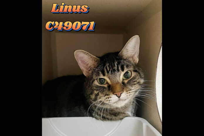 Montgomery County Animal Care and Control - Linus