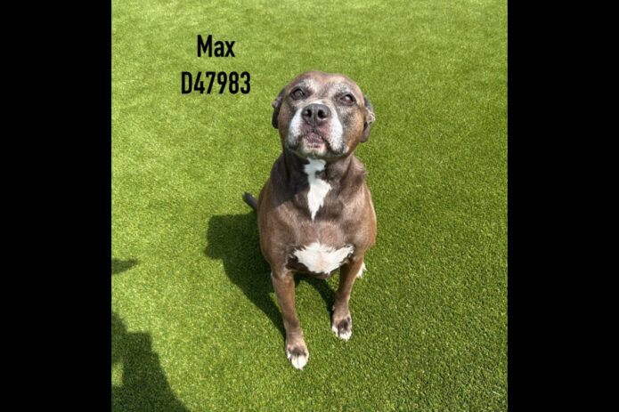 Montgomery County Animal Care and Control - Max
