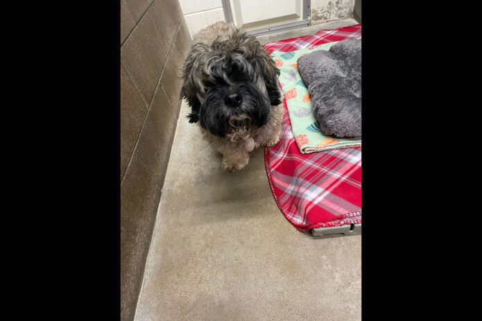 Montgomery County Animal Care and Control - Oddie