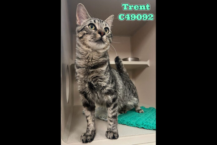 Montgomery County Animal Care and Control - Trent