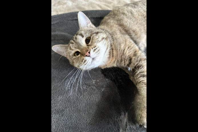 Puurrrfect Paws Rescue - Dottie