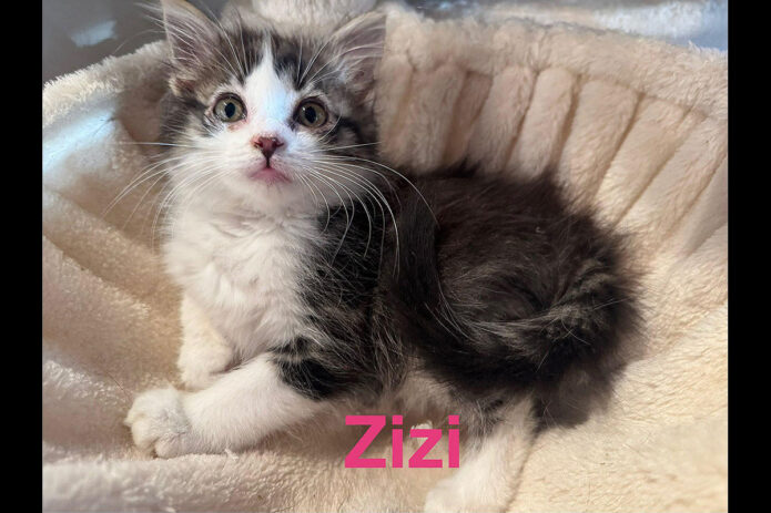 Puurrrfect Paws Rescue - Zizi