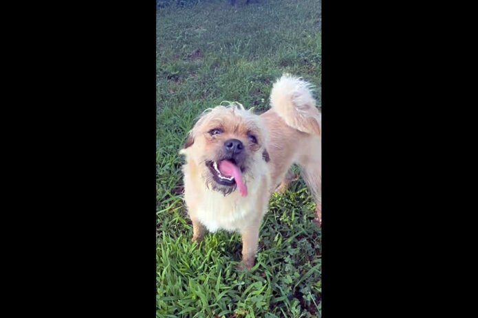 Two Ladies Caring Dog Rescue - Chewy