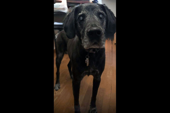3 Friends Animal Rescue - Nellie 