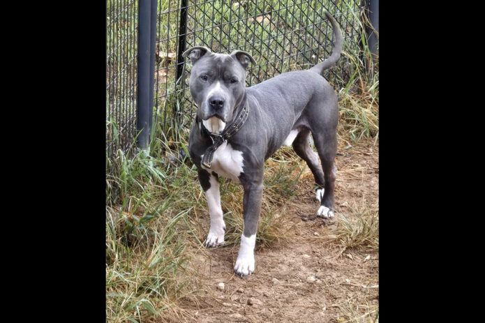 Companion Pet Rescue of Middle Tennessee - Kane