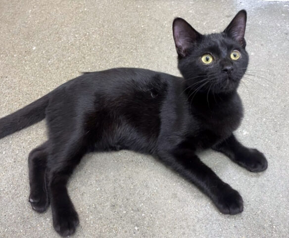 Finders Keepers Cat Rescue - Portobello