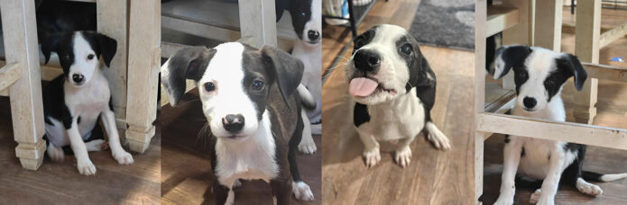 Kaylee’s Island of Misfit Dogs Rescue - The Pups