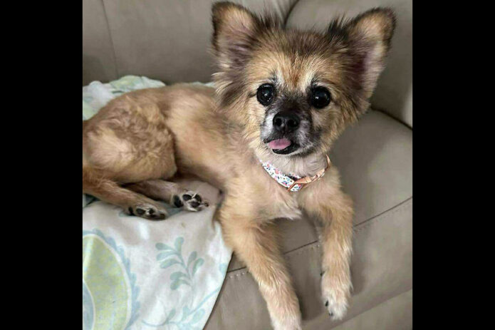 Mikaela’s Mutt Motel - Felicia