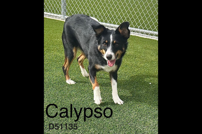 Montgomery County Animal Care and Control - Calypso