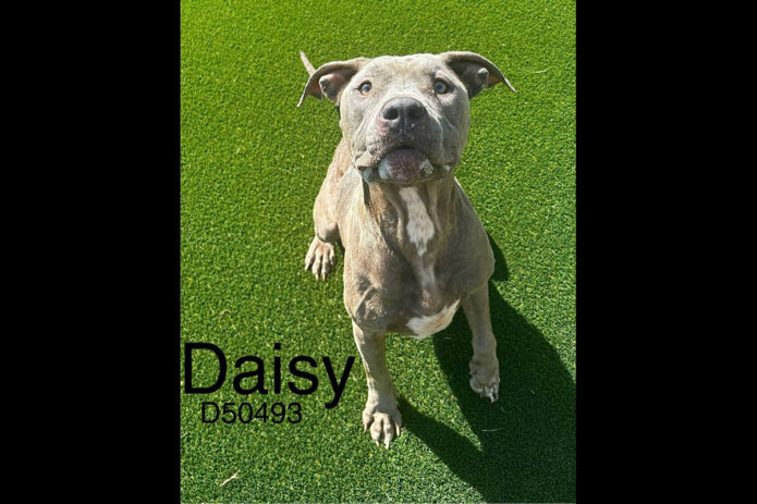 Montgomery County Animal Care and Control - Daisy