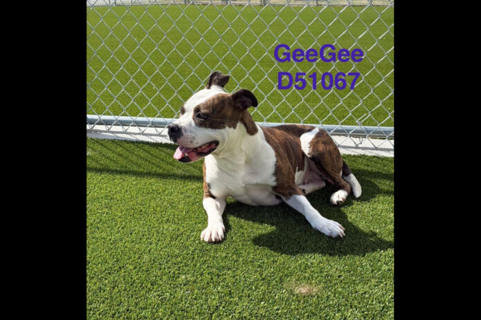 Montgomery County Animal Care and Control - GeeGee