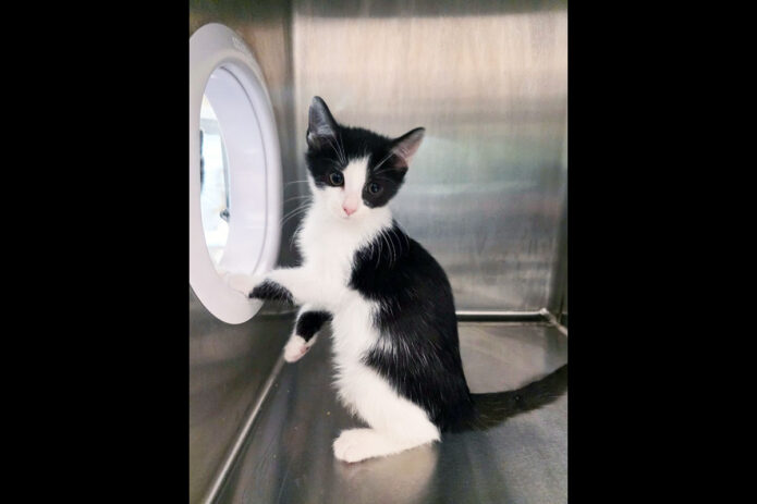 Montgomery County Animal Care and Control - Glitter