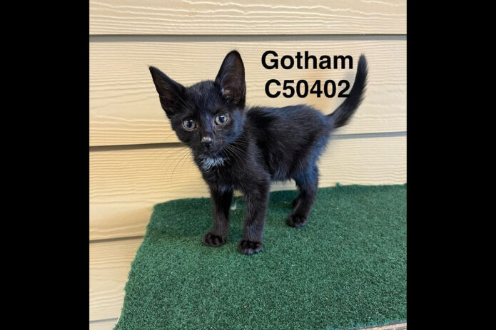 Montgomery County Animal Care and Control -Gotham