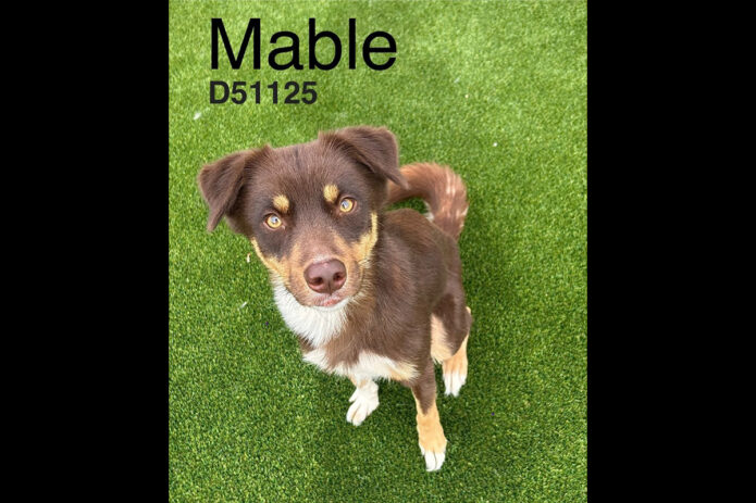 Montgomery County Animal Care and Control - Mabel