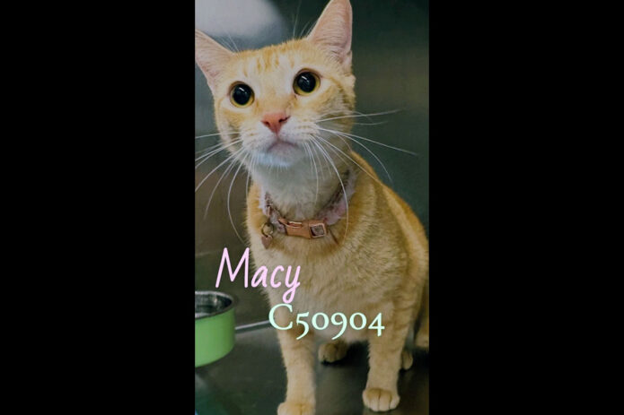 Montgomery County Animal Care and Control - Macy